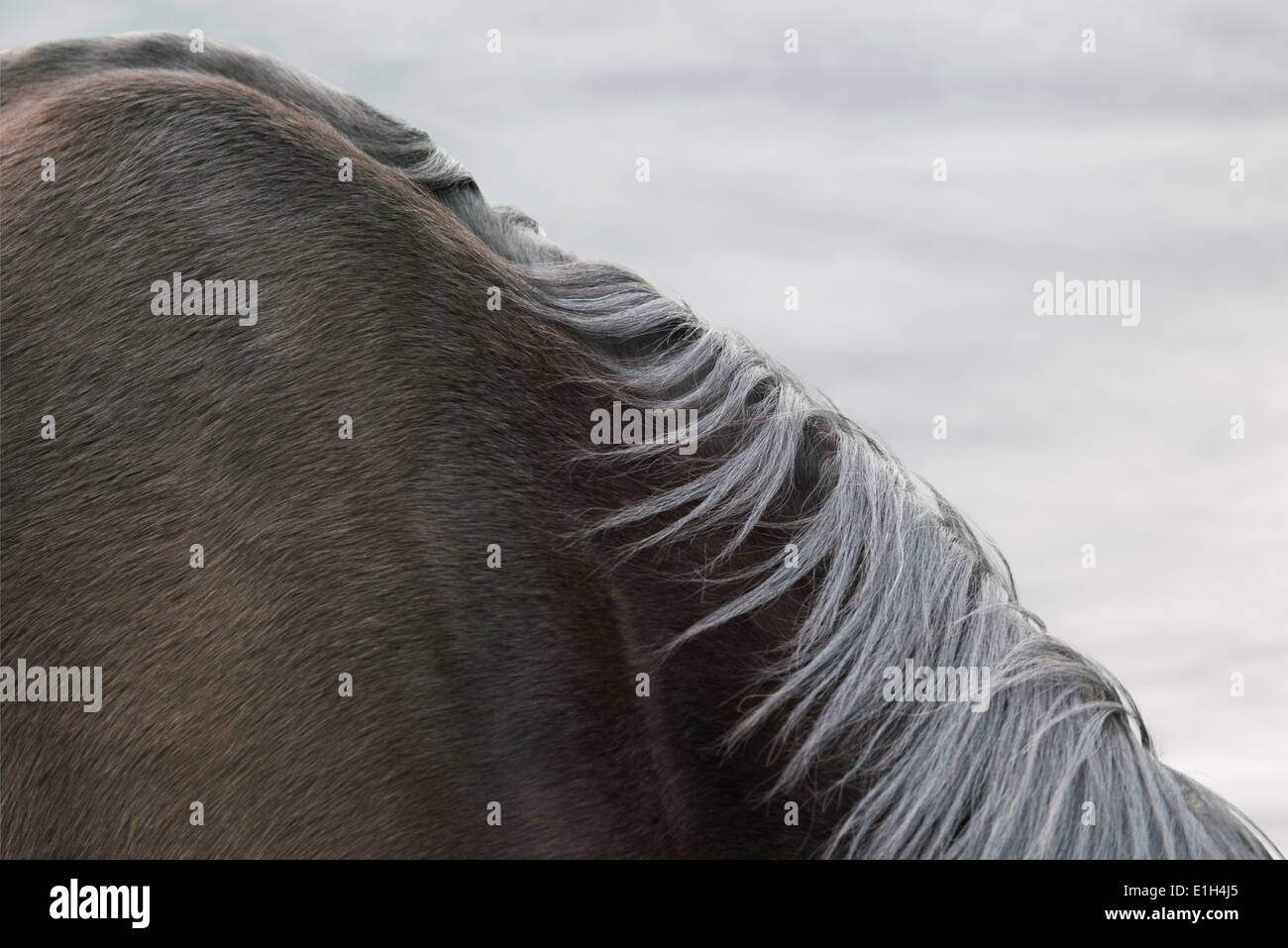 Cerca de caballo negro con el cuello y el hombro Foto de stock