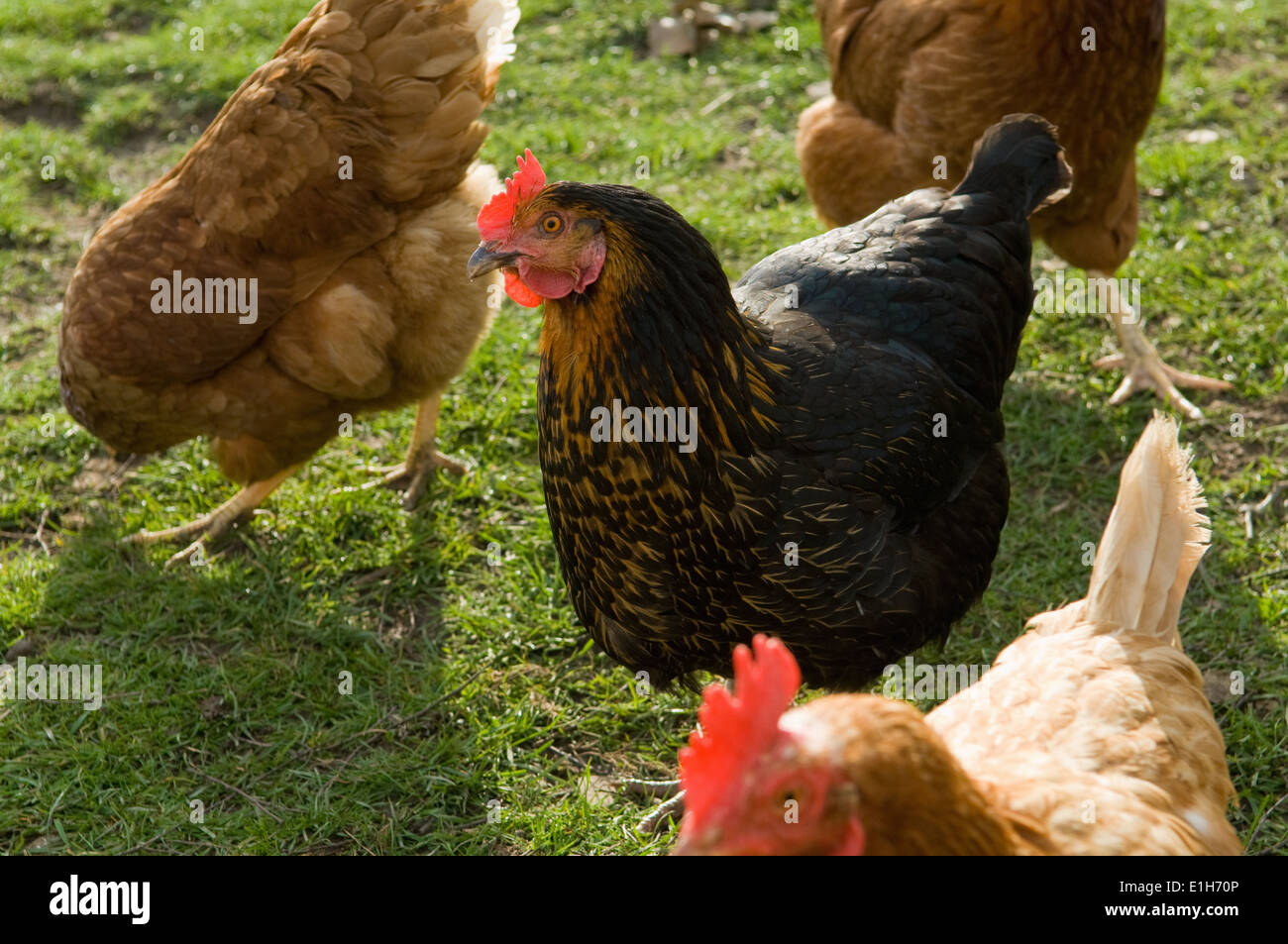 Cerca de free range gallinas en el campo Foto de stock