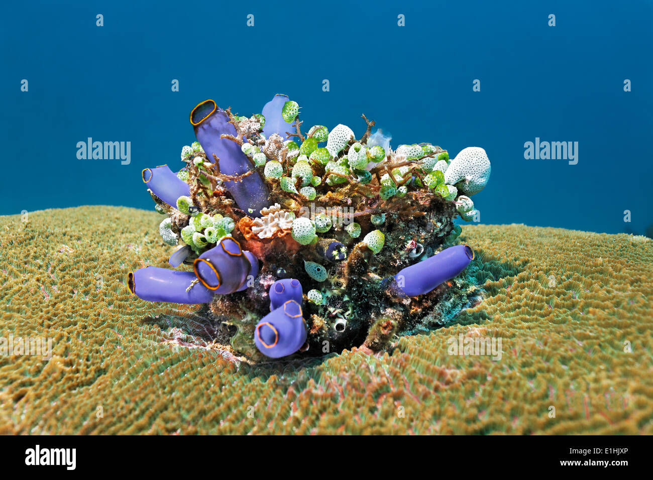 La pequeña colonia de diversas Ascidias (Tunicata) en Coral Cerebro o de corales pétreos (Faviidae), Sabang Beach, Puerto Galera Foto de stock