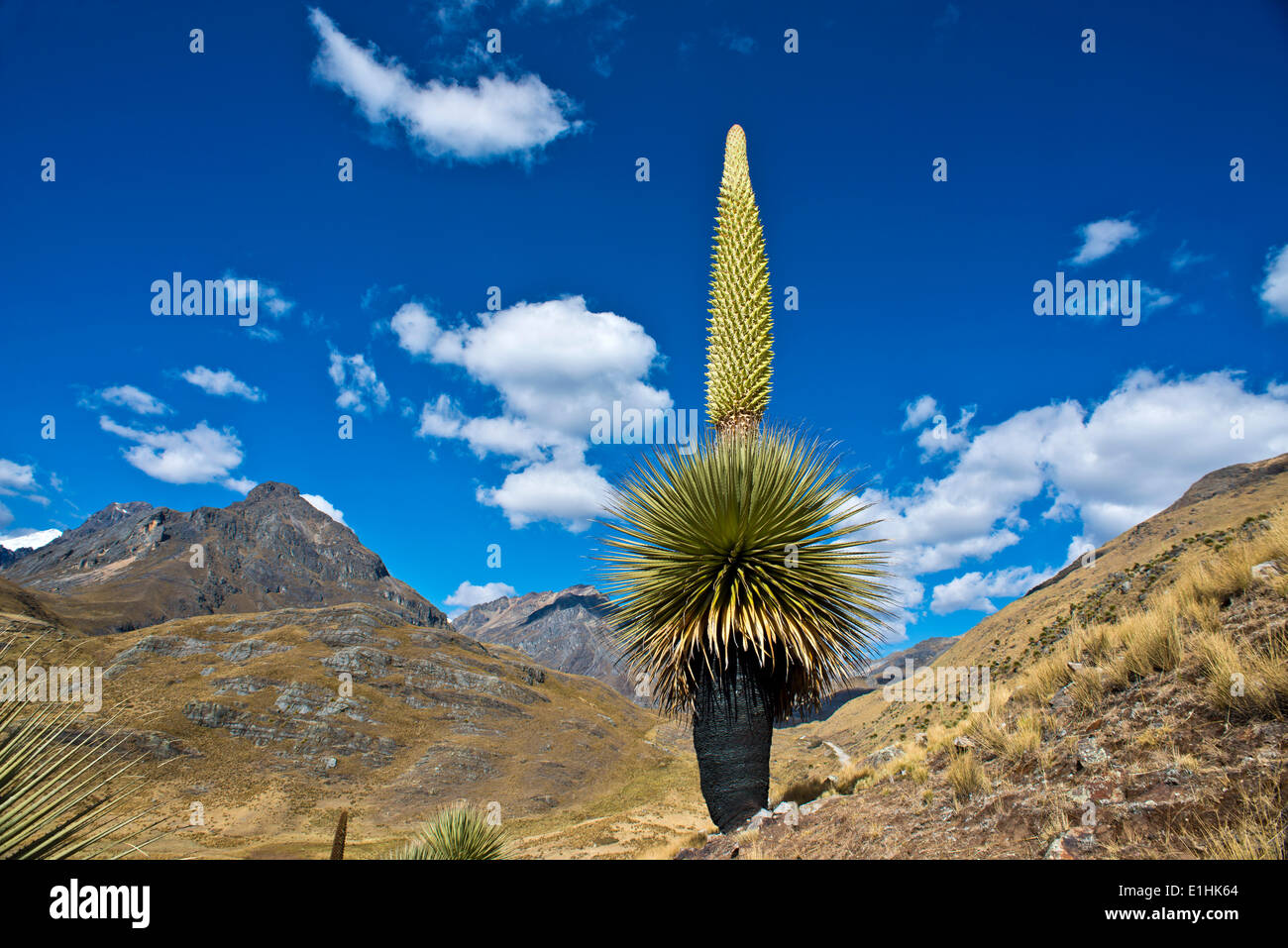 Reina de los Andes o Bromelia gigante (Puya raimondii), de unos 8 m de  altura con la inflorescencia, la mayor inflorescencia del Fotografía de  stock - Alamy