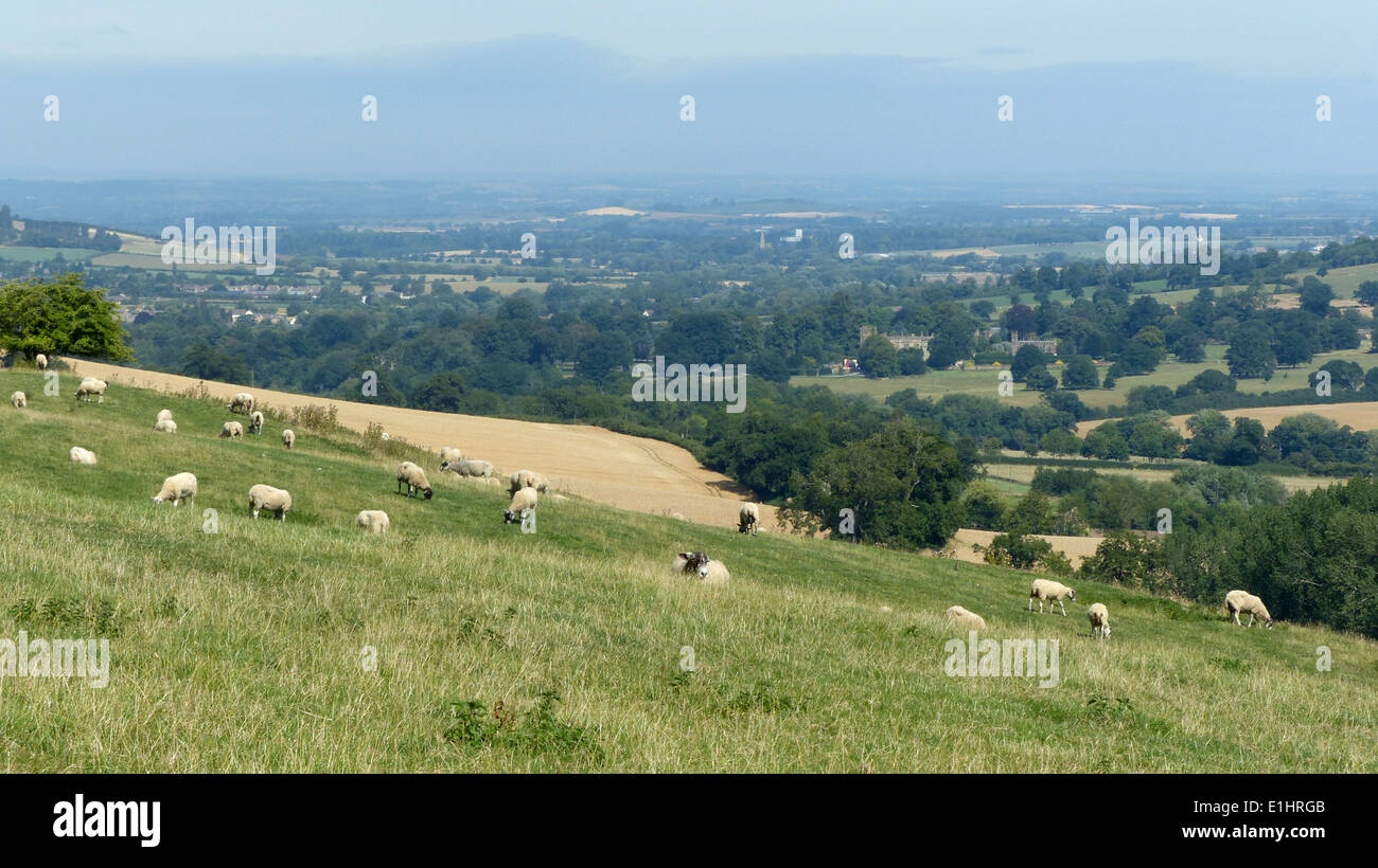 Un típico Inglés escena estival con laderas de laminación y el pastoreo ovino Foto de stock
