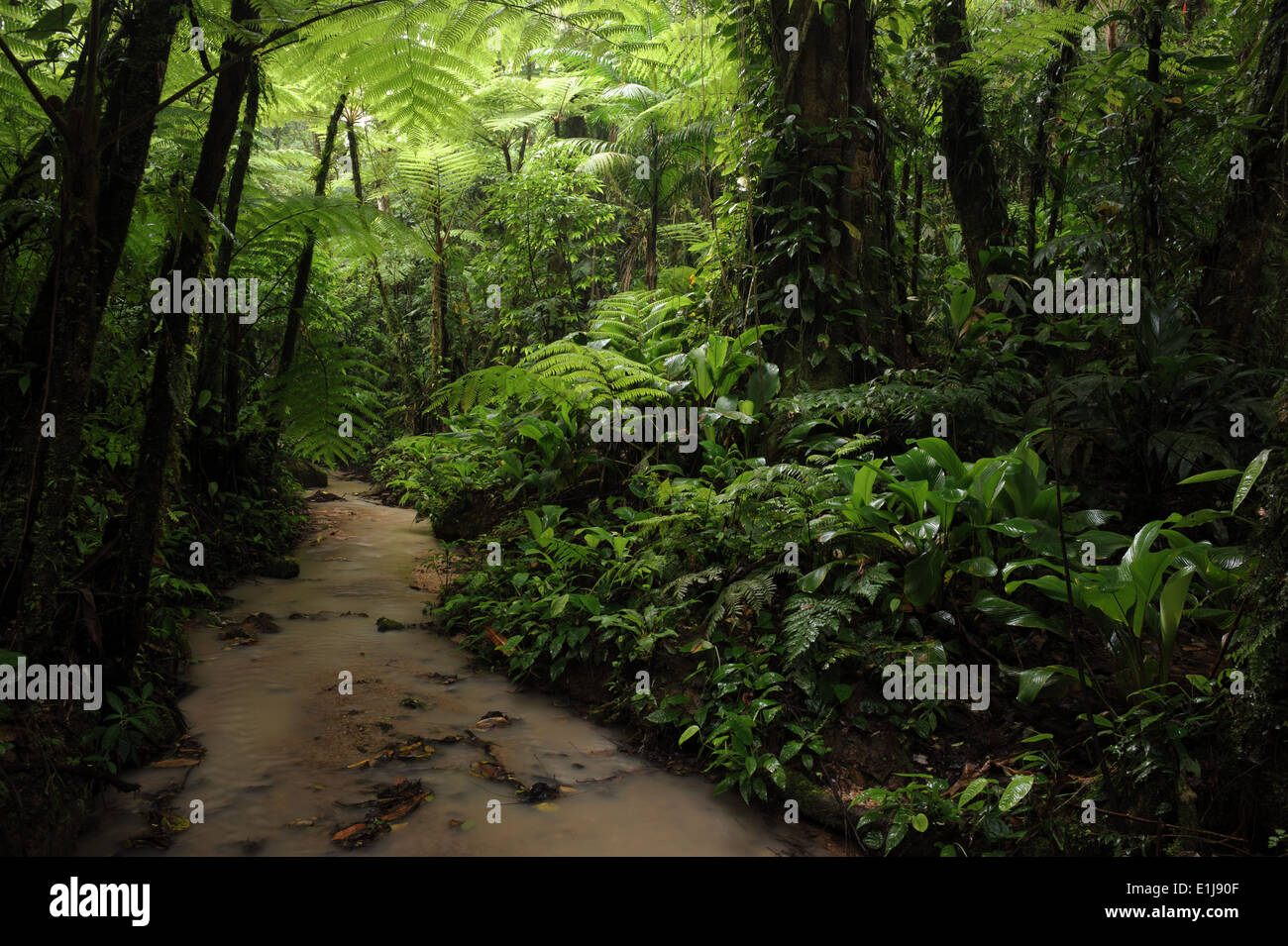 Dark sotobosque de la selva tropical del Atlántico Foto de stock
