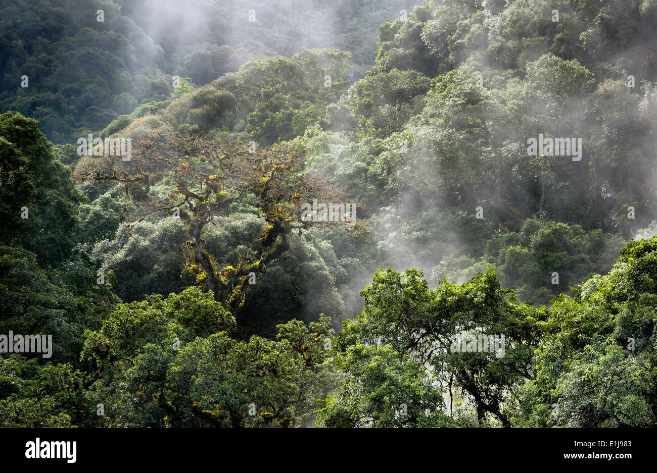 Niebla de la mañana en el Bosque Atlántico Foto de stock