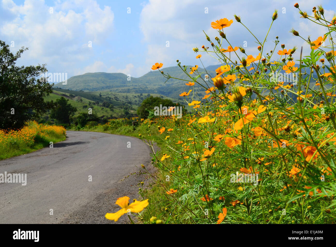 Carretera en temporada de primavera, Maharashtra, India Foto de stock