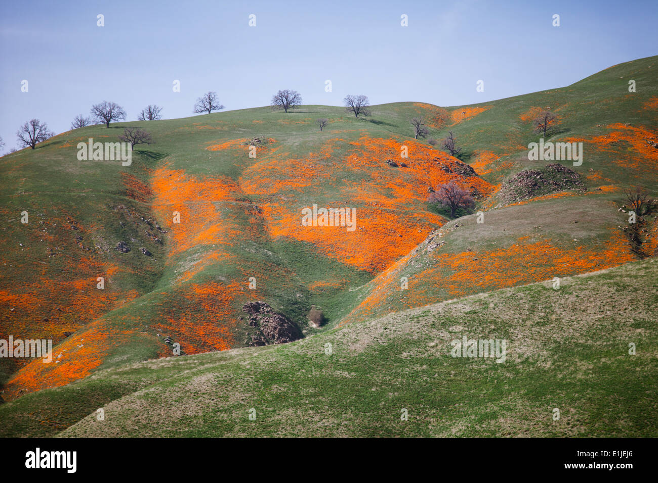 Ondulantes colinas, California, EE.UU. Foto de stock
