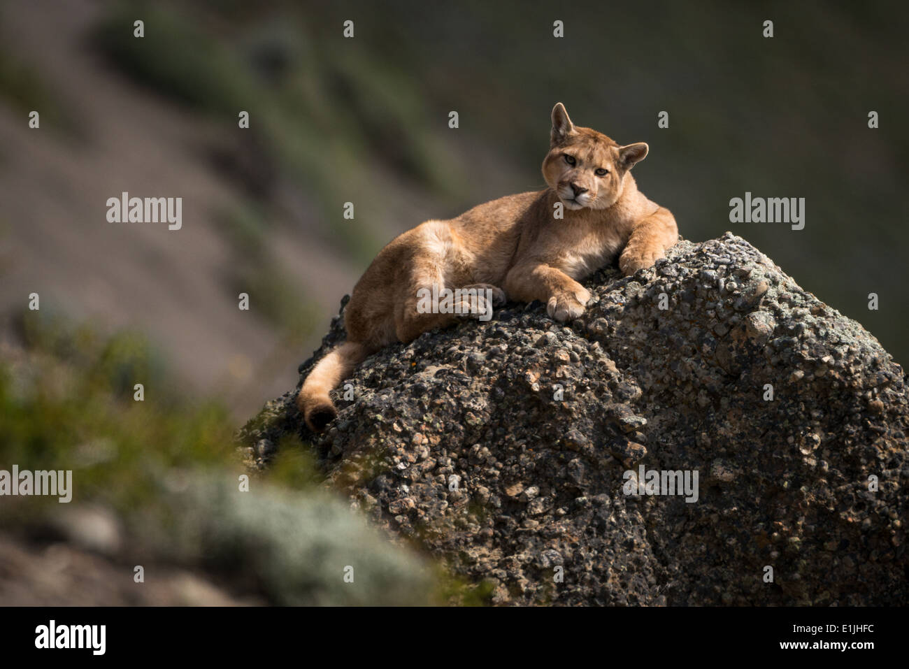 Wild pumas fotografías e imágenes de alta resolución - Alamy