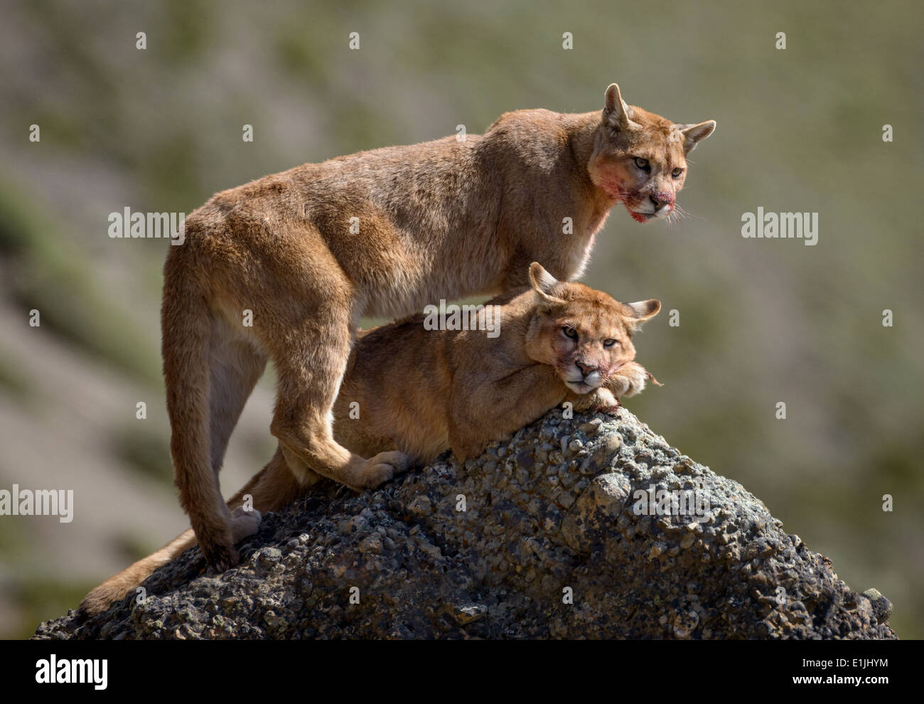 Pumas salvajes fotografías e imágenes de alta resolución - Alamy
