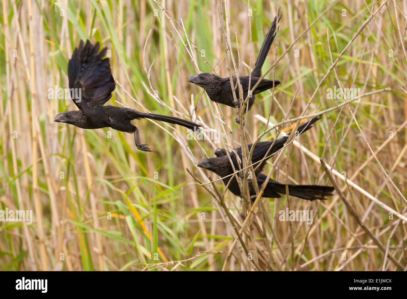 Liso-facturó Crotophaga ani, ANI, en la orilla del lago del lago Gatun, República de Panamá. Foto de stock