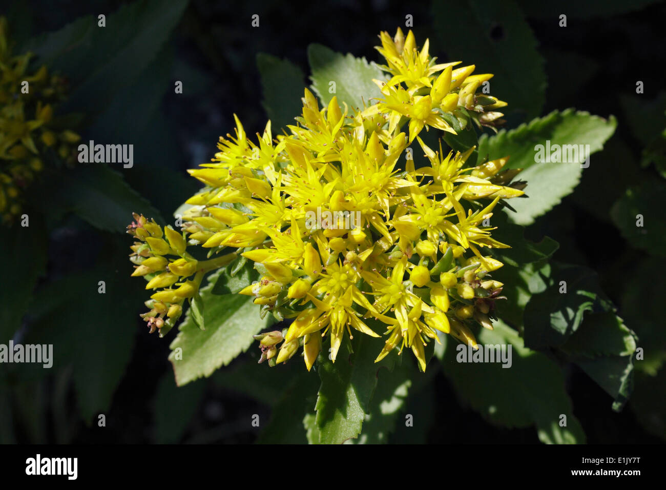 Sedum succulent garden plant yellow fotografías e imágenes de alta  resolución - Alamy