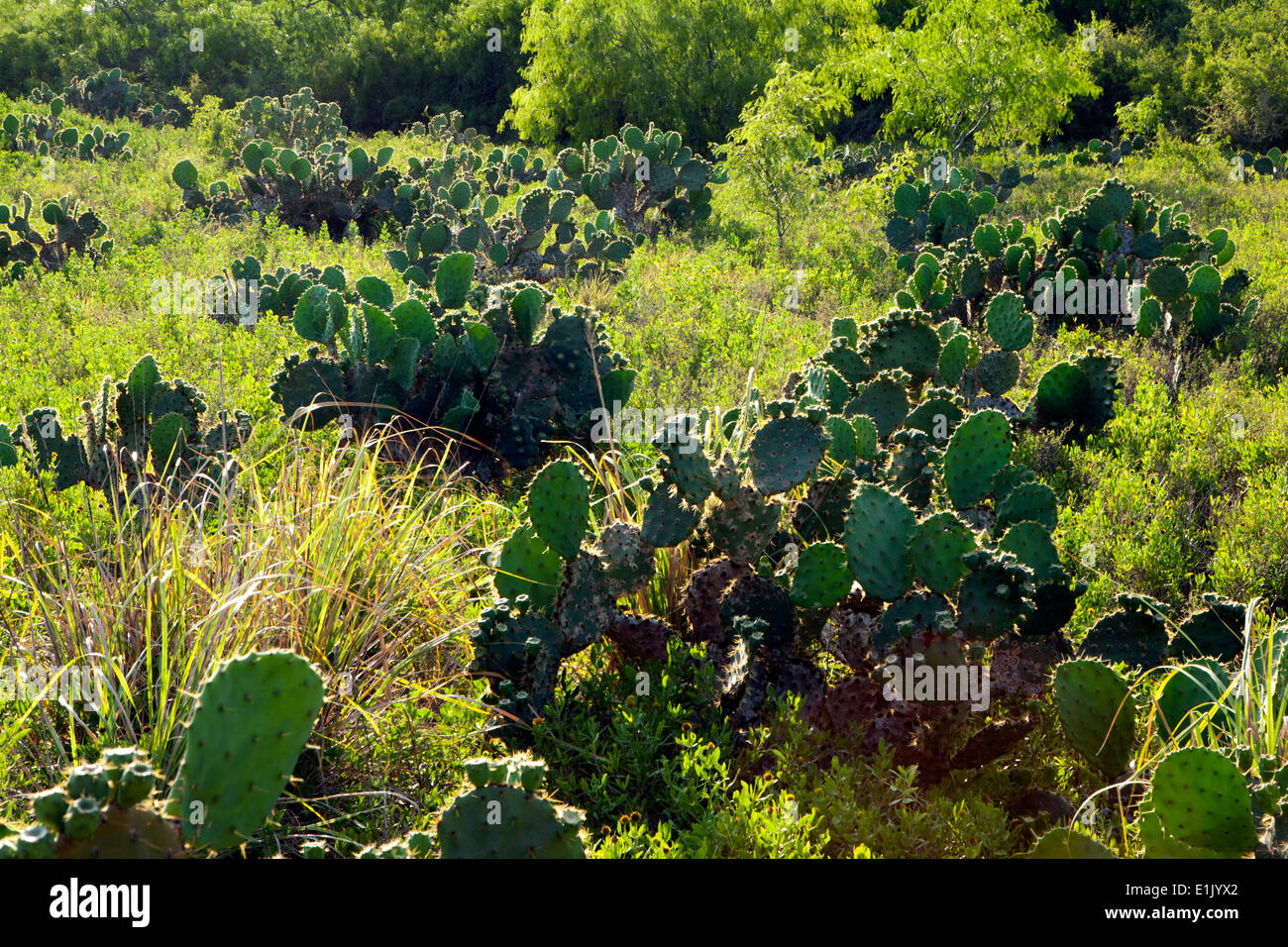Paisaje de Cactus - Campamento Lula Sams - Brownsville, Texas, EE.UU. Foto de stock