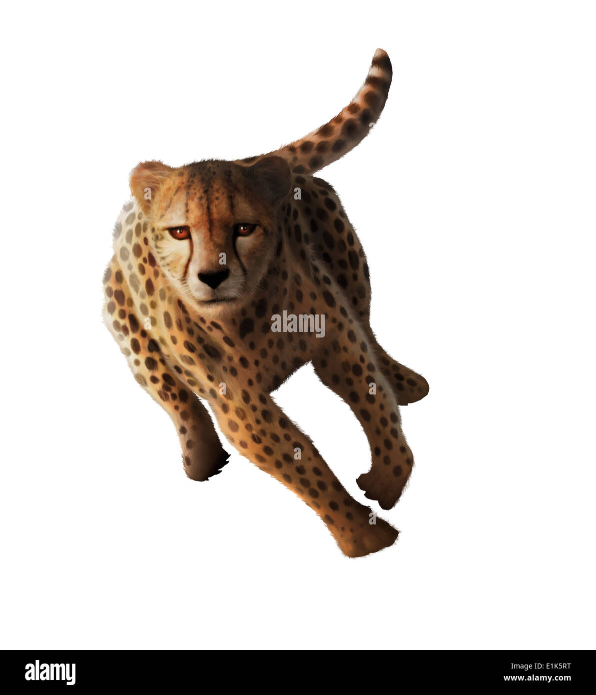 Ilustración de un esprint guepardo (Acinonyx jubatus) guepardos cazan herbívoros como las gacelas y cebras arrastrándose dentro de unos pocos Foto de stock