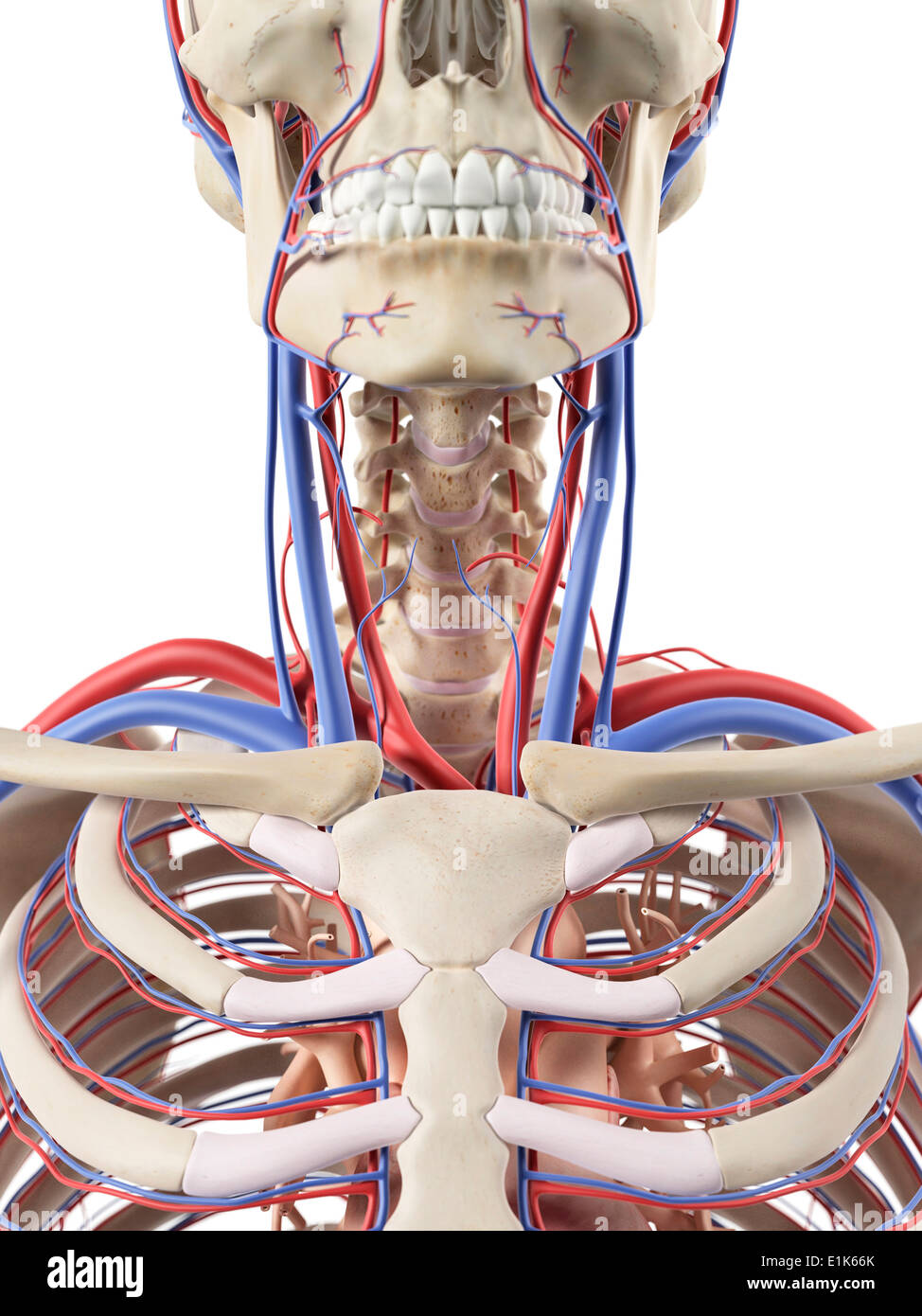 Los vasos del cuerpo humano fotografías e imágenes de alta resolución