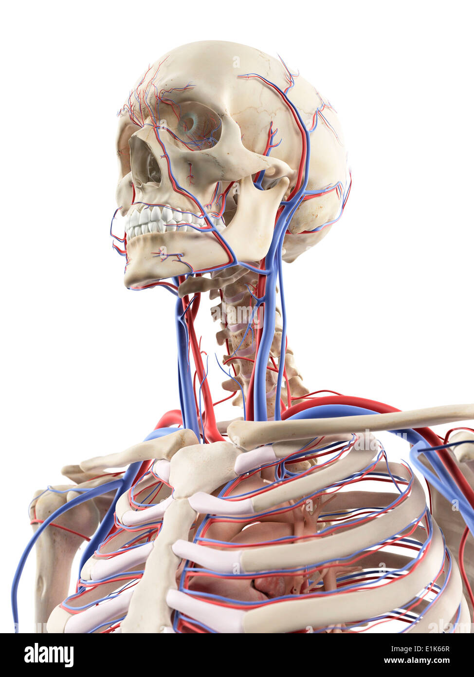 Derechos de los vasos sanguíneos de la cabeza y cuello equipo ilustraciones  Fotografía de stock - Alamy