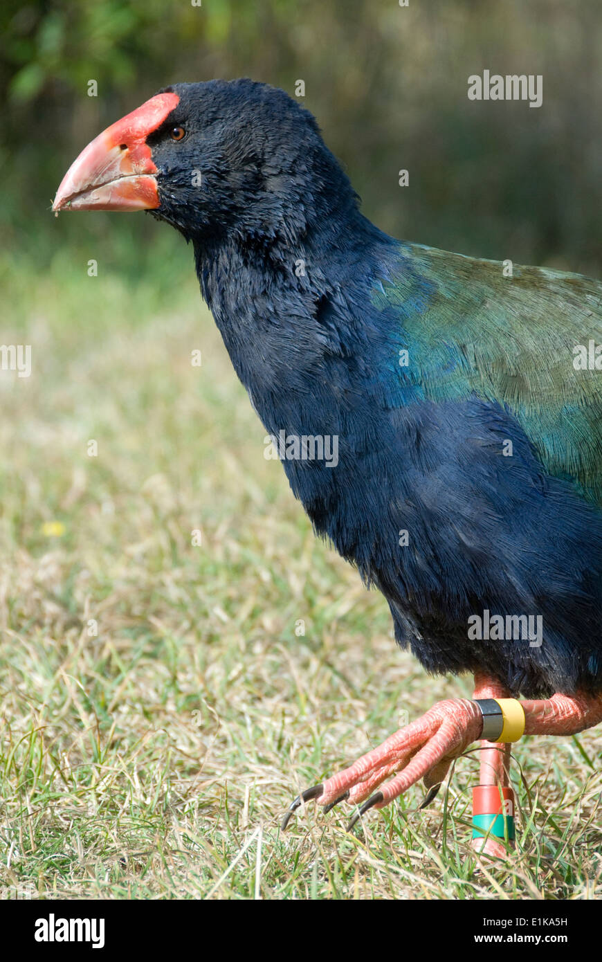 Takahe, ave no voladora, Mana Island, Wellington, Nueva Zelanda Foto de stock