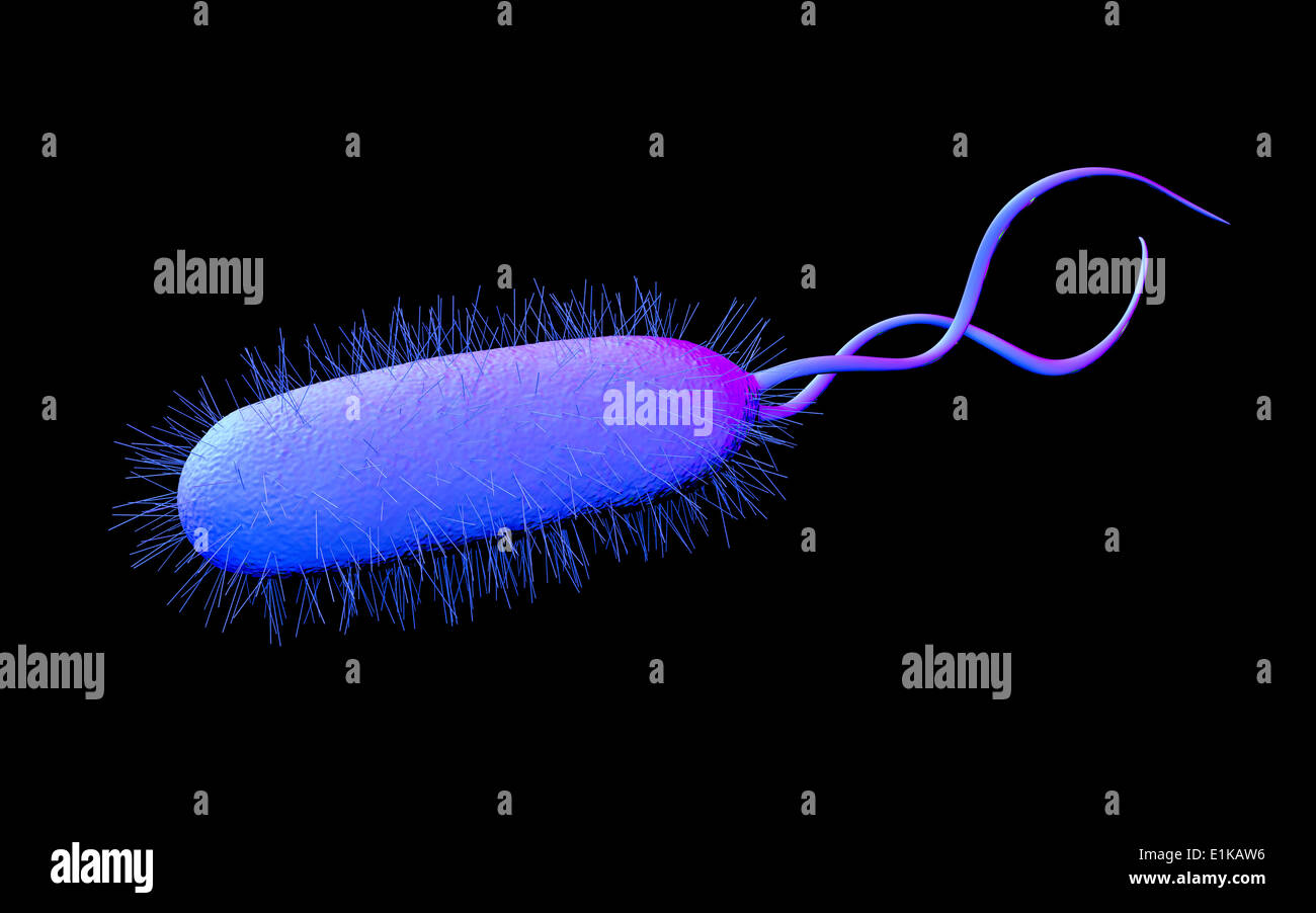 La Bacteria Helicobacter Pylori Equipo Ilustraciones Fotograf A De Stock Alamy