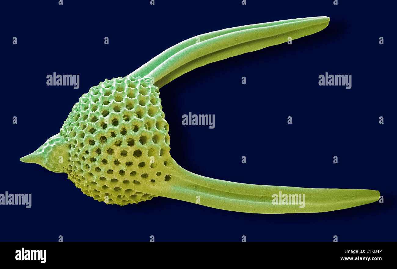 Lychnocanoma radiolarian color análisis micrografía de electrones (SEM