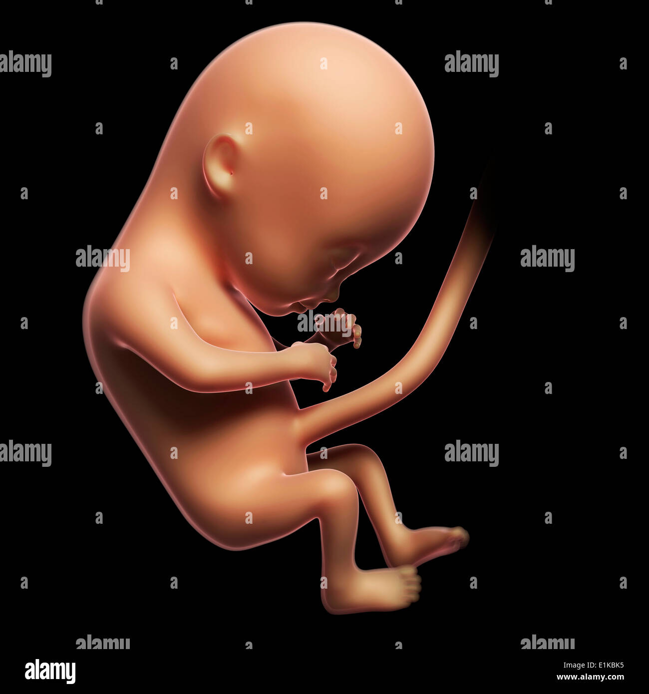 Feto Humano A Los 4 Meses Fotos E Imagenes De Stock Alamy