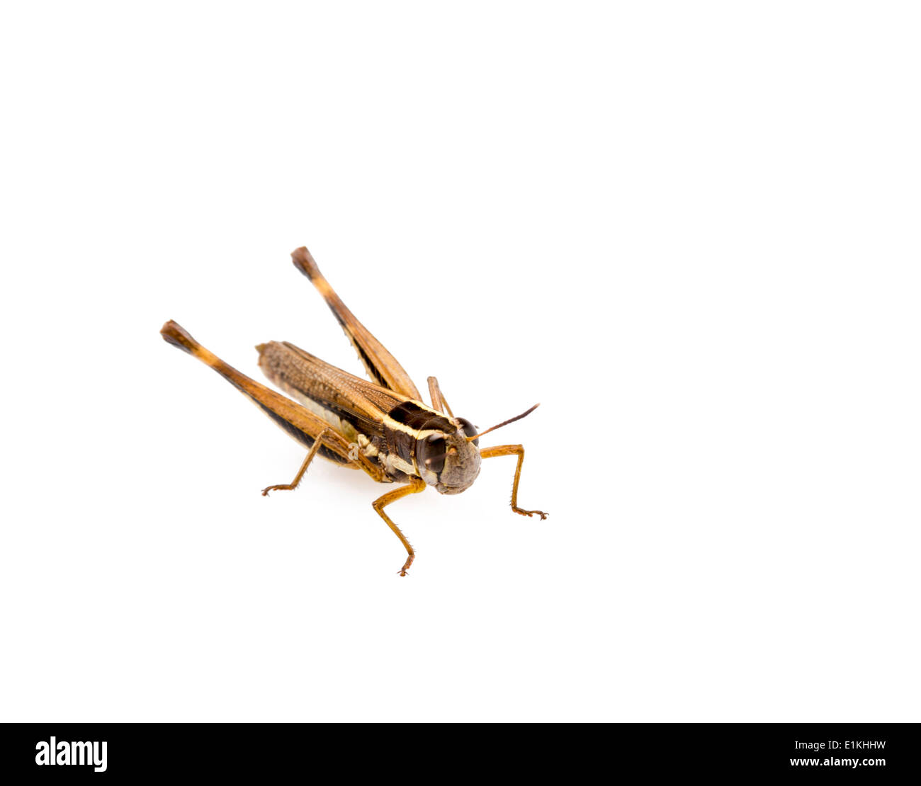 Saltamontes insecto aislado sobre un fondo blanco. Foto de stock