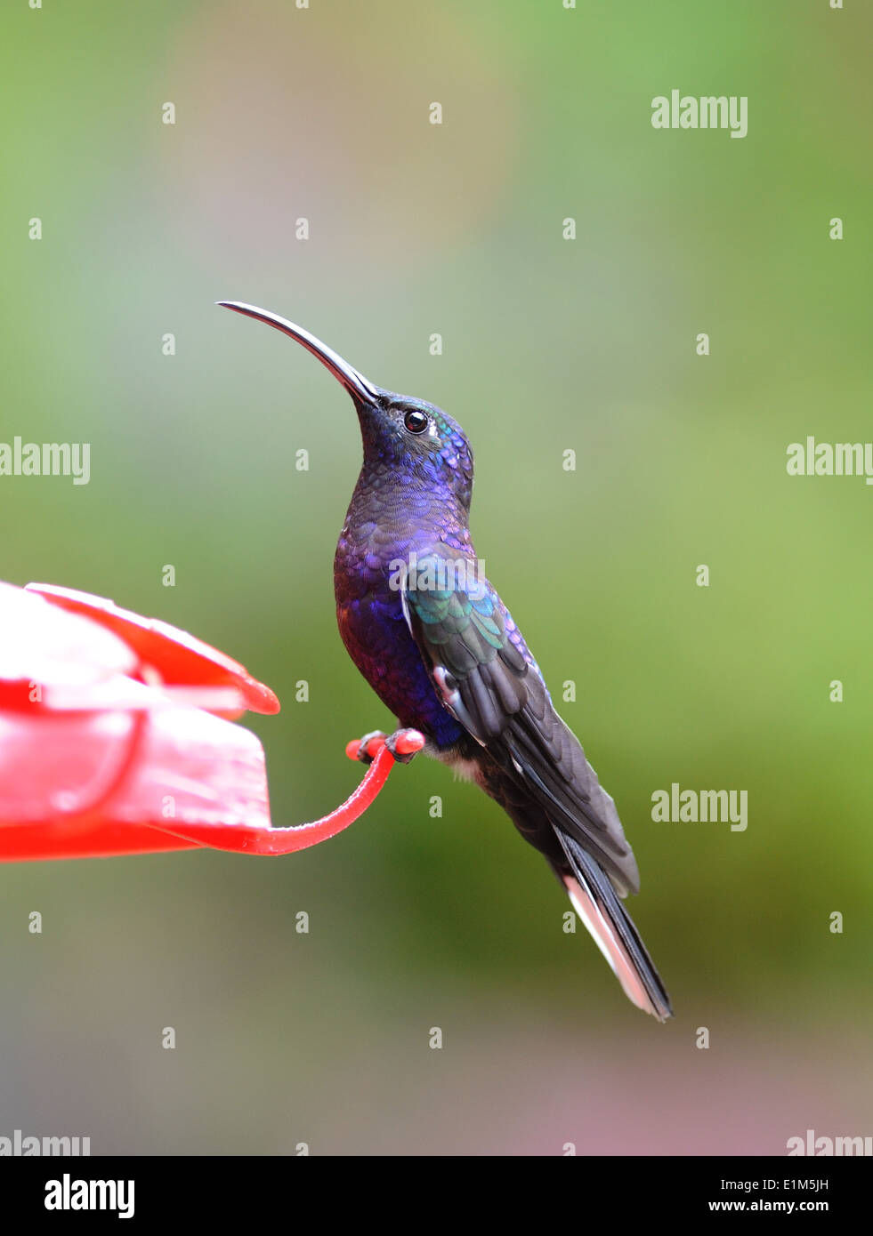 Un macho (Campylopterus hemileucurus Violet Sabrewing hummingbird) en el alimentador. Sus plumas iridiscentes aparecen en azul o violeta. Foto de stock