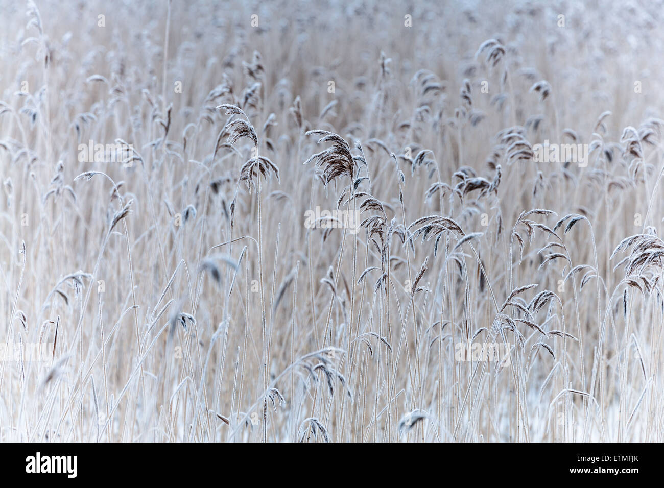 Reed común en invierno Foto de stock