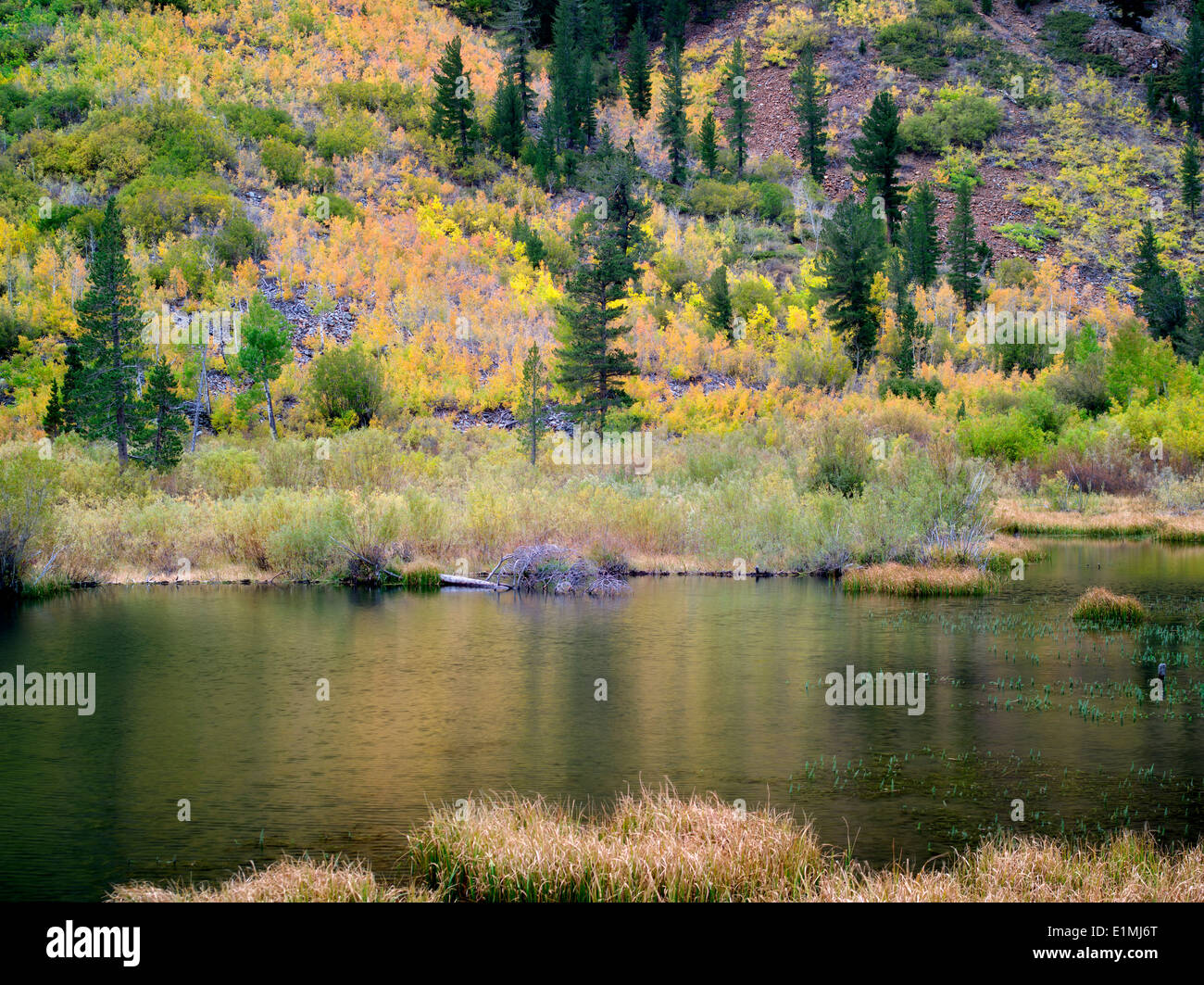 Beaver pond. La parte oriental de Sierra Nevada Mountains. California Foto de stock