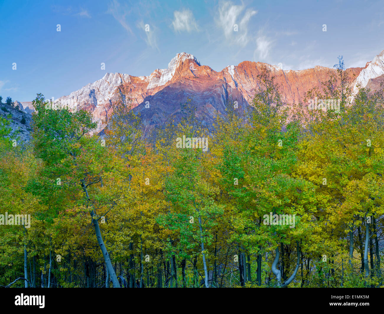 Color otoño árboles de Aspen y la parte oriental de Sierra Nevada Mountains cerca de McGee Cree, California Foto de stock