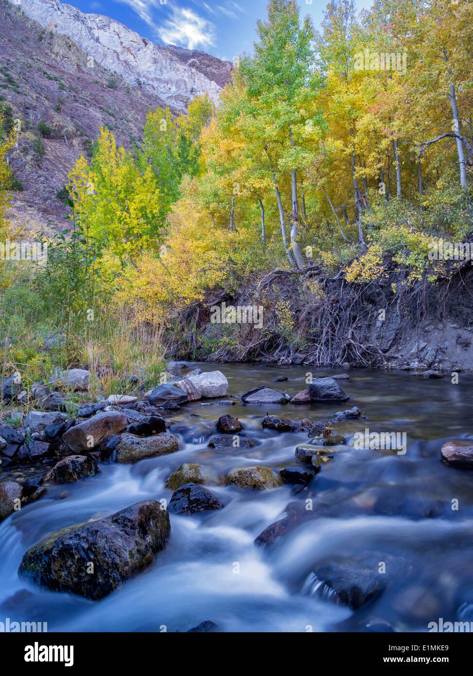 Mcgee Creek y caída aspens coloreado, Inyo National Forest, en la región oriental de Sierra Nevada, California Foto de stock