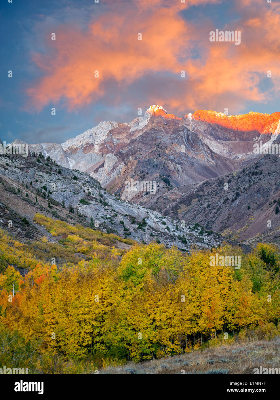 Mcgee Creek con drenaje de color otoño álamos y árboles de Aspen. La parte oriental de Sierra Nevada Mountains, California Foto de stock