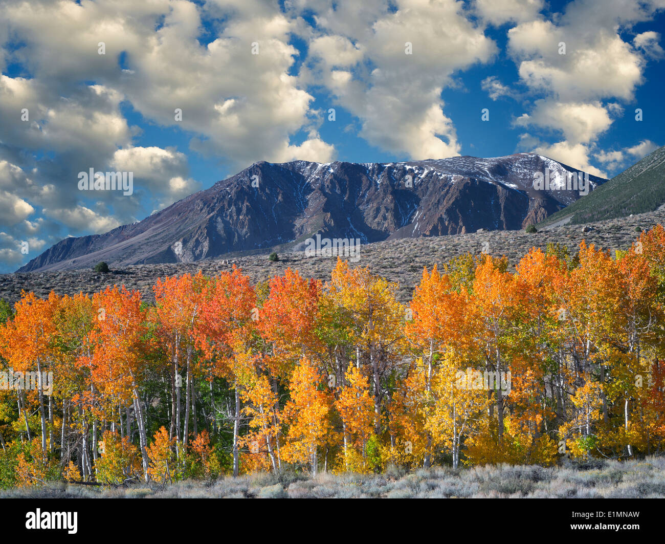 Bloody Cañón. árboles de Aspen en otoño de color. La parte oriental de Sierra Nevada Mountains, California Foto de stock