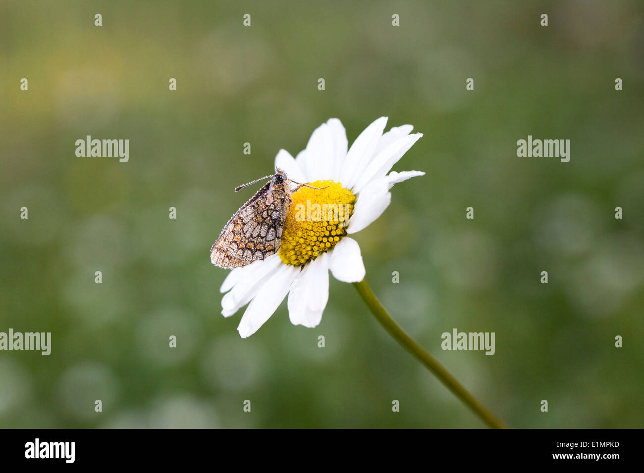 Cubierto de rocío mariposa sobre un ojo de buey, Daisy en el sol de primera hora de la mañana. Foto de stock