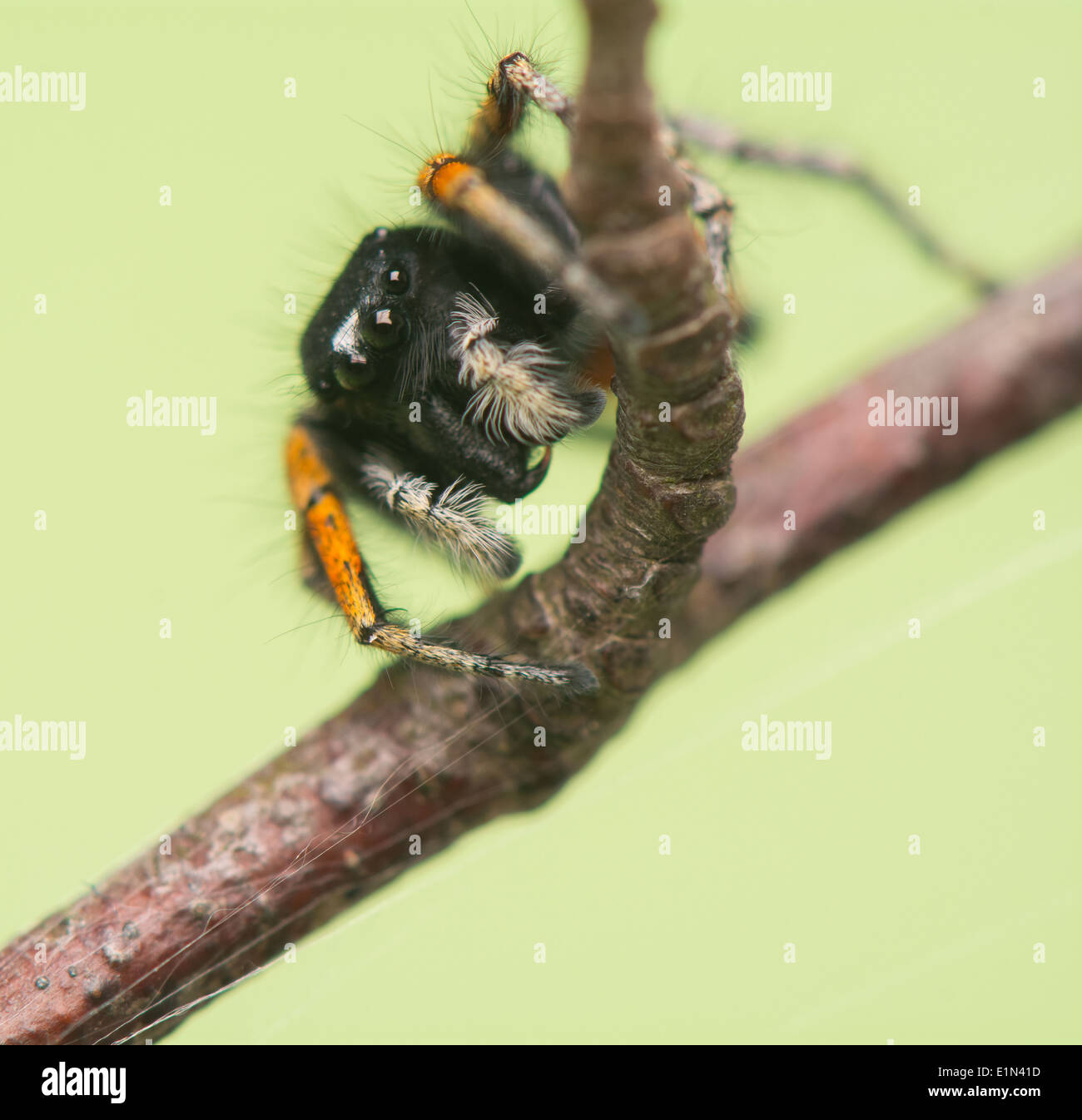 Philaeus chrysops - Jumping spider Foto de stock