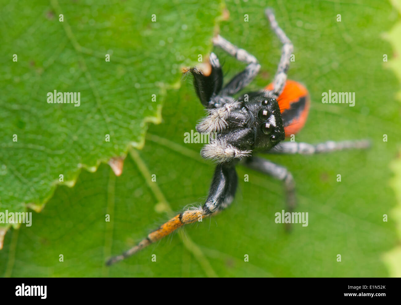 Philaeus chrysops - Jumping spider Foto de stock