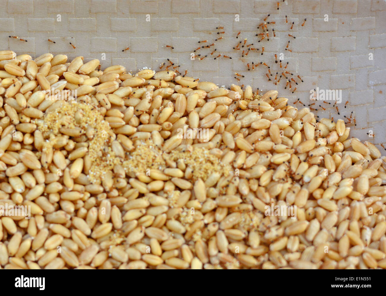 Hormigas que se están alimentando y transportando granos de trigo Foto de stock