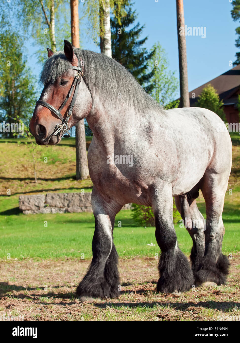 Disparo De Cuerpo Completo De Un Caballo De Tiro Belga Fotografia De Stock Alamy
