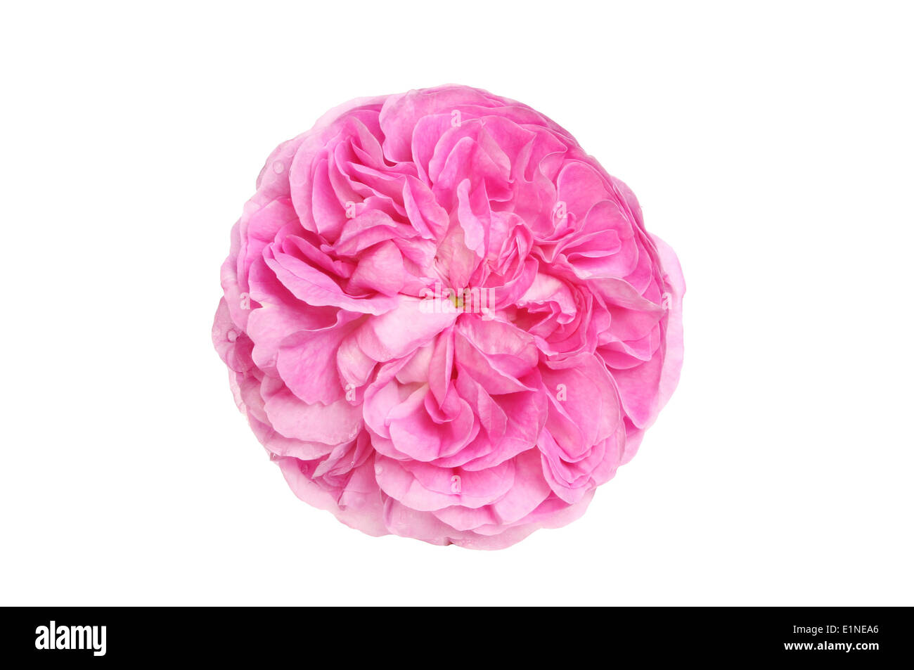 Ronda de un rosa magenta flowerhead aislado contra un blanco Foto de stock