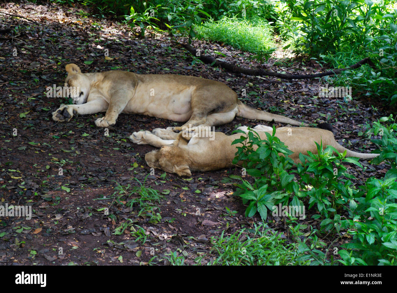 Dos León Durmiente , leones duermen en el bosque de Gir National Park Foto de stock