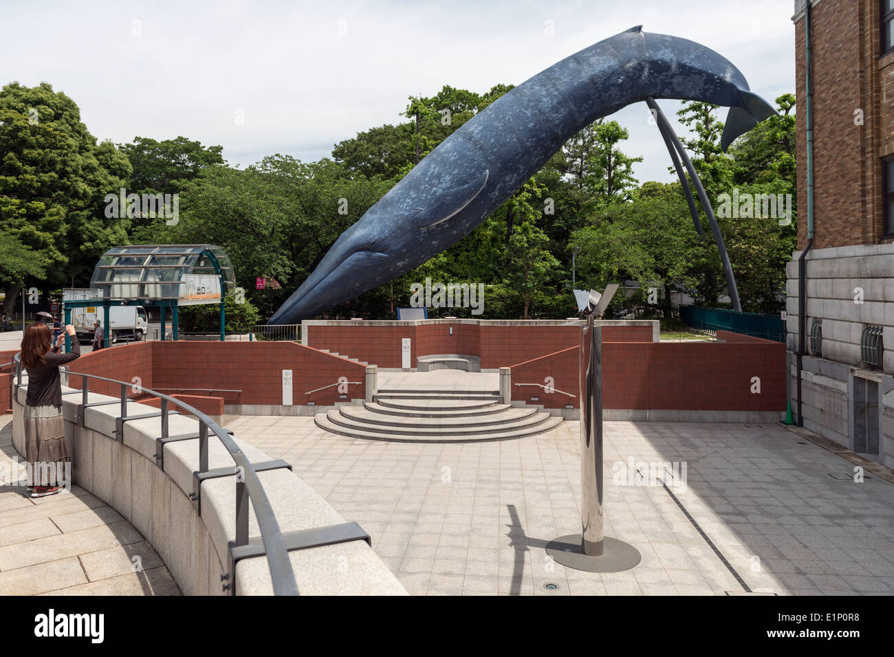 Modelo de ballena azul en el Museo Nacional de la naturaleza y la ciencia, Ueno, en Tokio, Japón Foto de stock