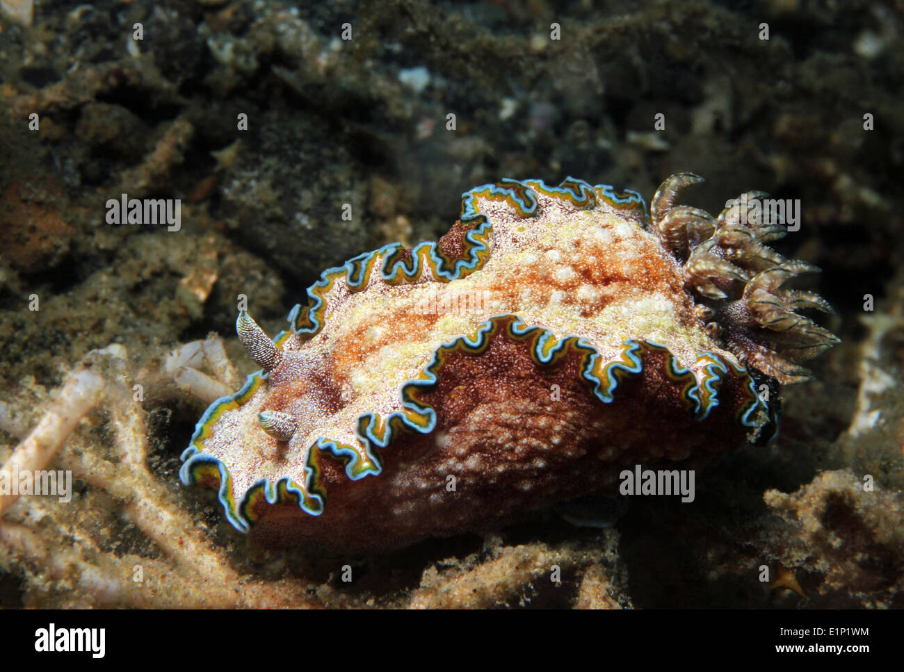 Margen (Glossodoris Glossodoris Cincta), estrecho de Lembeh, Indonesia Foto de stock