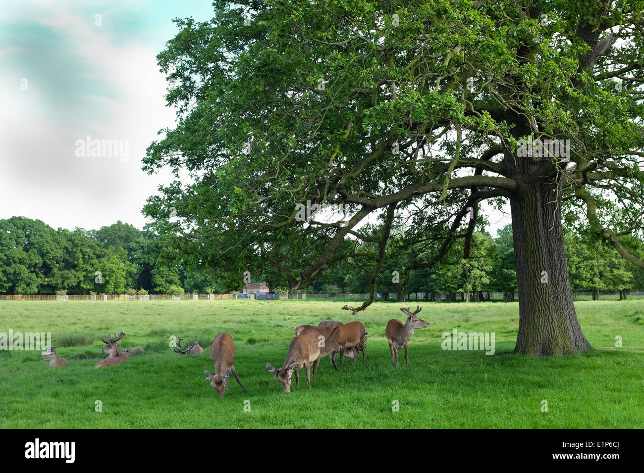 Bushy Park en Hampton, Middlesex, cerca de Londres. En el Reino Unido. Foto de stock