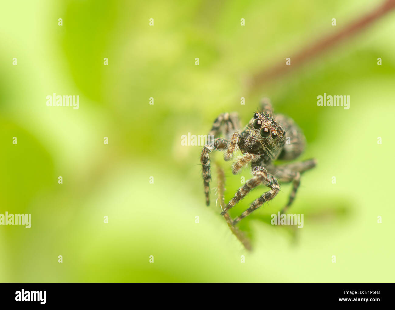 Jumping spider - Sitticus pubescens Foto de stock