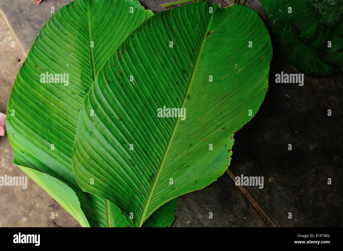 Hojas de plátano Elaboración de Juanes por el método tradicional en
