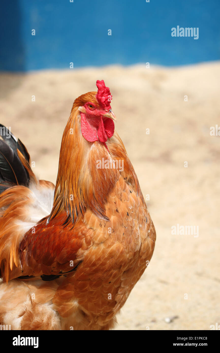 Las gallinas marrón con foco en la cabeza de animal de fondo. Foto de stock