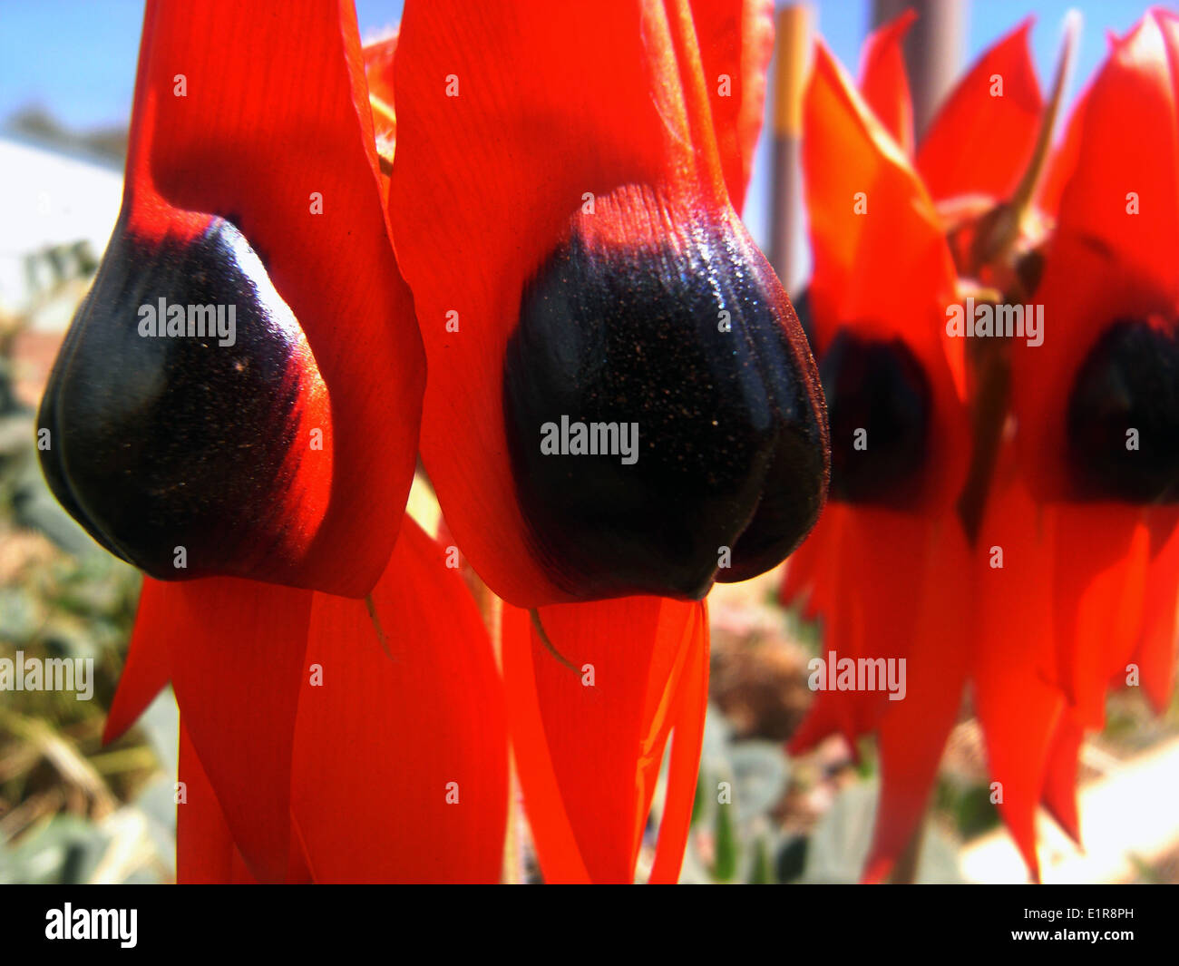 Detalle de Sturt's Desert pea (Formosa) Swainsona florece en la región de Pilbara, Australia Occidental Foto de stock