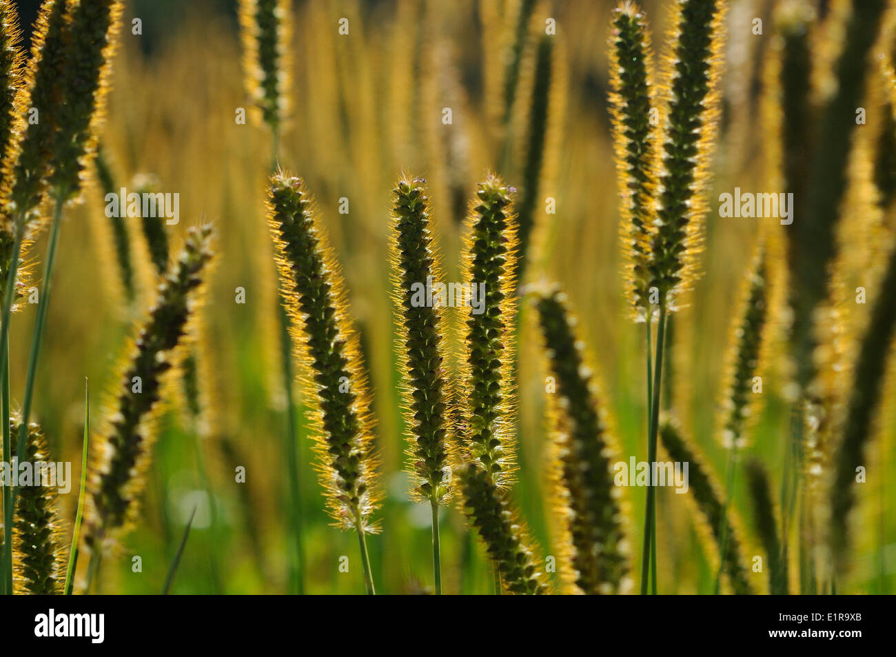 Fructificación Bristlegrass amarillo en descuidado campo de maíz, capturado en contra de la luz Foto de stock