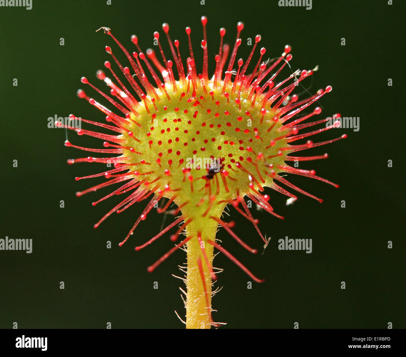 Un primer plano de una hoja de la política Sundew Foto de stock