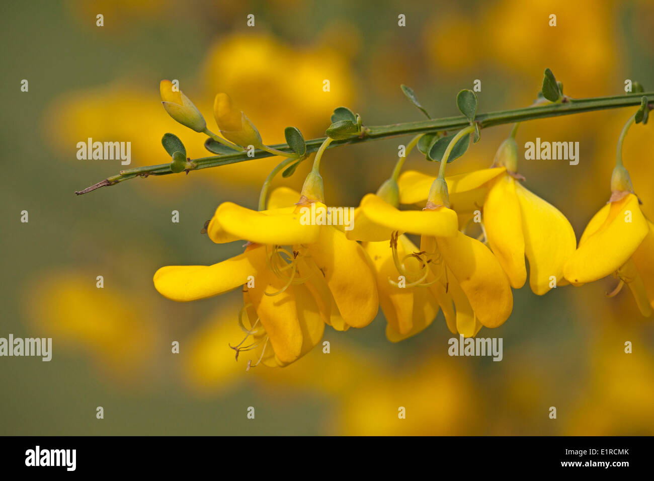 Foto de escoba común con flores de color amarillo en el fondo común de la barredora Foto de stock