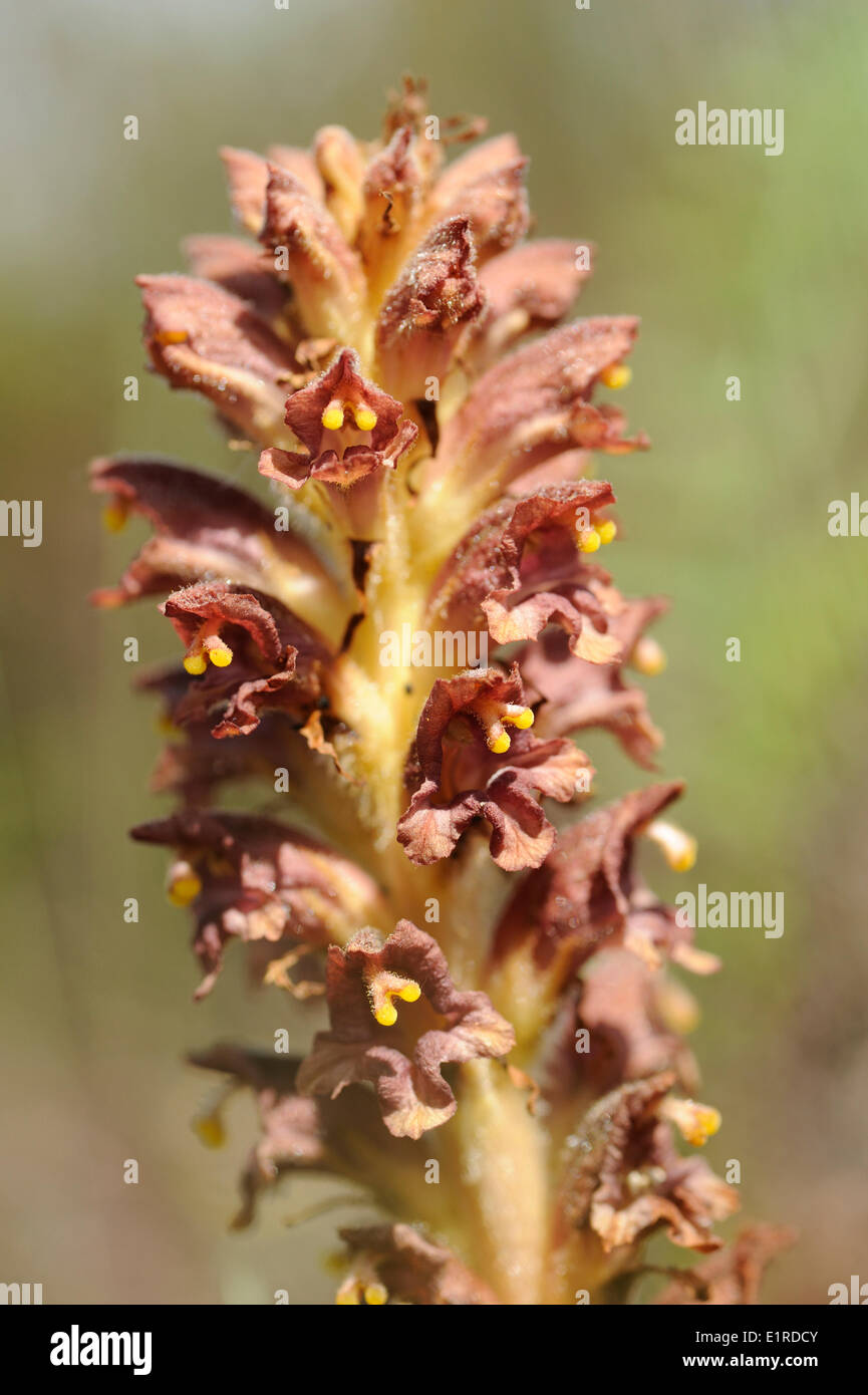 Mayor floración Broomrape, una rara planta parásito crecen en Scotch broom Foto de stock