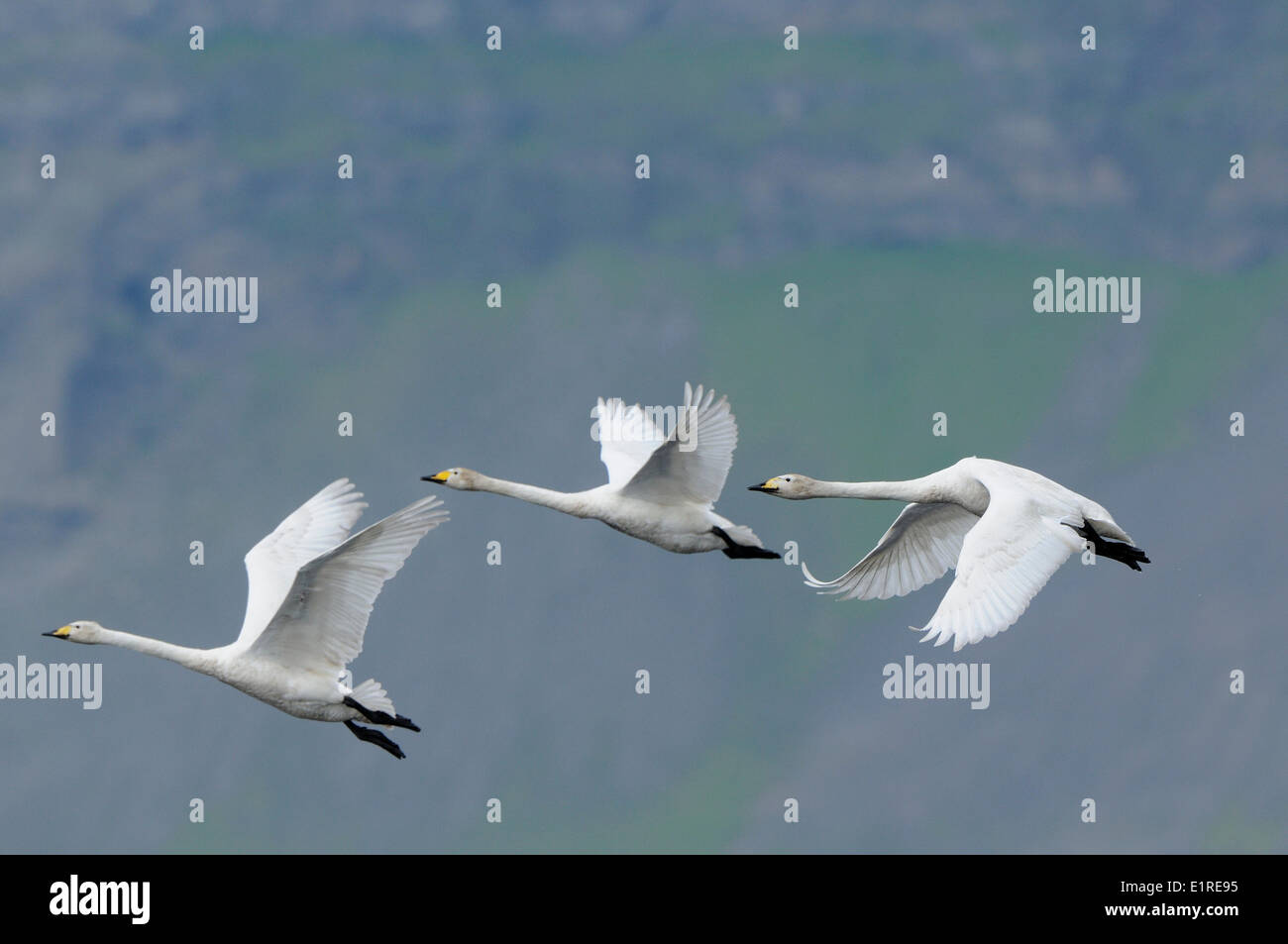 Cisnes cantores que volaba en su hábitat de cría Foto de stock