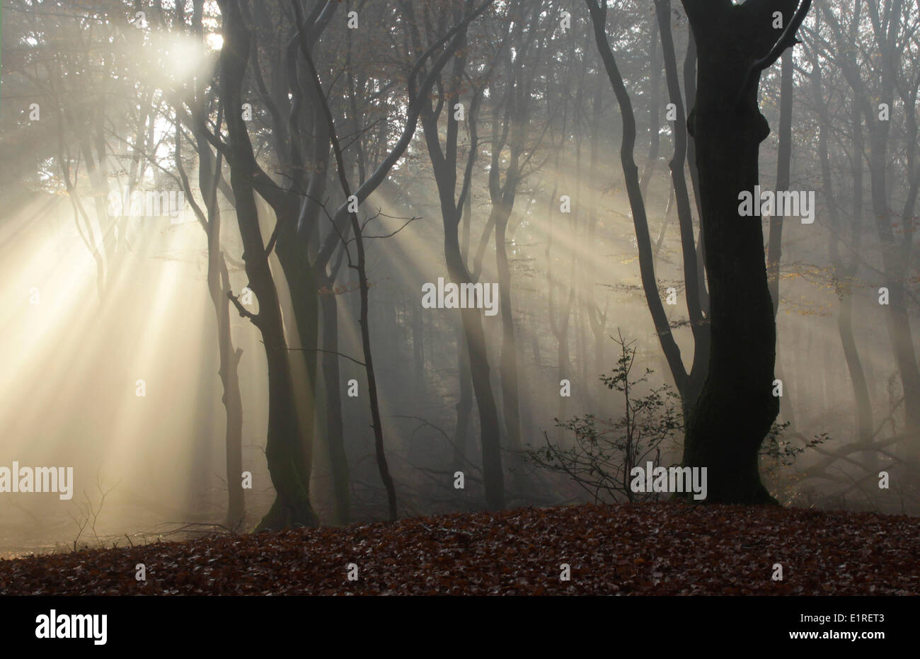 Montículo ancestral prehistórico con rayos de sol en un bosque. Foto de stock