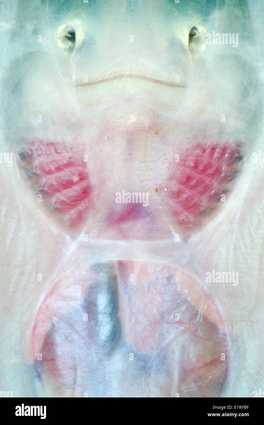 Pega de thornback ray con la boca y las aberturas de respiración Foto de stock